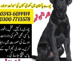 Army Dog Center Muzaffargarh 0343-6014414