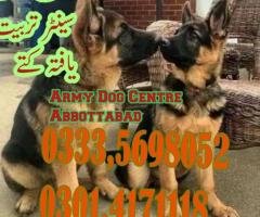 Army Dog Centre Murree 03124760111