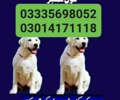 army dog ​​center murree 03454760111