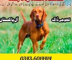 Army Dog Center Sadiqabad 0343-6014414