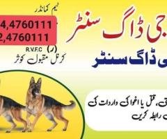 Army Dog Center Faisalabad 03454760111