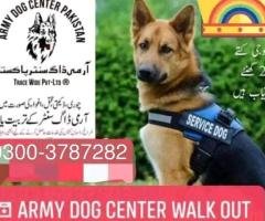 Army dog center Faisalabad 03466108015