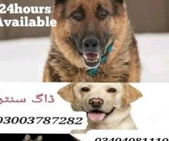 Army dog center Dadu 03003787282