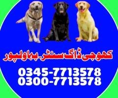 Army Dog Center Bahawalpur 0343-6014414