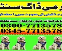 Army Dog Center Sialkot 0343-6014414