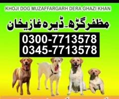 Army Dog Center Muzaffargarh 0343-6014414