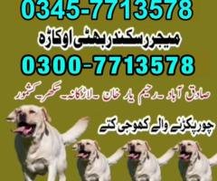 Army Dog Center Sadiqabad 0343-6014414