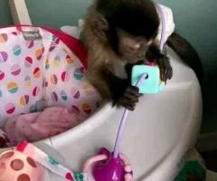 Lovely Finger Marmoset and  Capuchin Monkeys Monkeys for sale  .whatsapp me at: +44 7453 907158 - 2