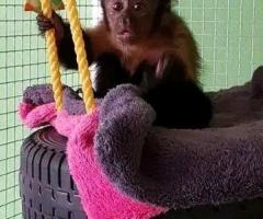Lovely Finger Marmoset and  Capuchin Monkeys Monkeys for sale  .whatsapp me at: +44 7453 907158 - 4