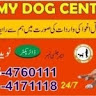 Army dog Center